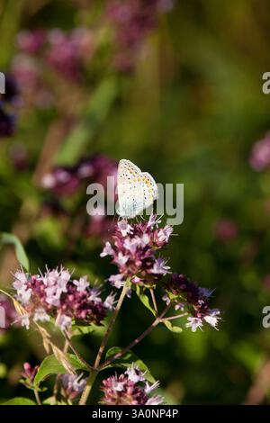 Häufiger Blauer Schmetterling, der an blühendem Oregano füttert Stockfoto