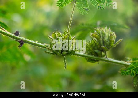Mimosa pigra, auch bekannt als der große empfindliche Baum. Eine riesige empfindliche Pflanze ist eine strauchige oder weitläufige jährliche Pflanze, die sich wie eine mehrjährige Pflanze verhält Stockfoto