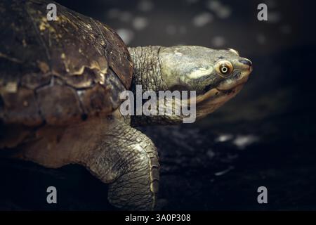 Die australische Kurzhalsschildkröte (Emydura macquarii) ist eine häufige Schildkröte, die in Flüssen im Osten Australiens vorkommt. Stockfoto