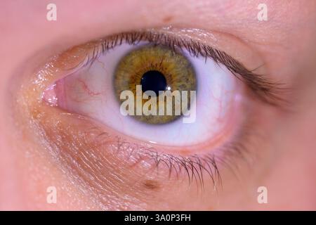 Eine Nahaufnahme eines goldenen, haselnussbraunen Auges, das komplizierte Irismuster und natürliche Texturen zeigt. Stockfoto