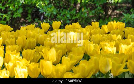 Tulpenzwiebelfeld im Garten bei Lisse bei Amsterdam Holland Niederlande Stockfoto