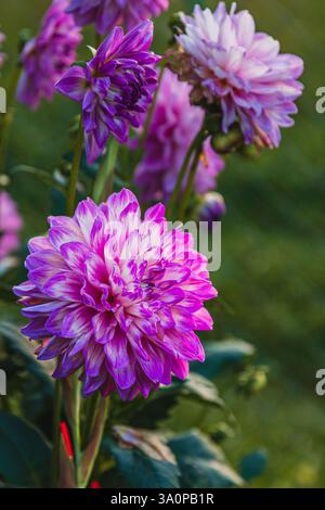 Wunderschöne tiefviolette Dahlien auf einem Hintergrund aus grünen Blättern. Hochwertige Fotos. Stockfoto