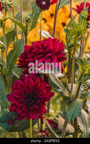 Dunkelrote Samtdahlien blühen im Garten. Hochwertige Fotos. Stockfoto