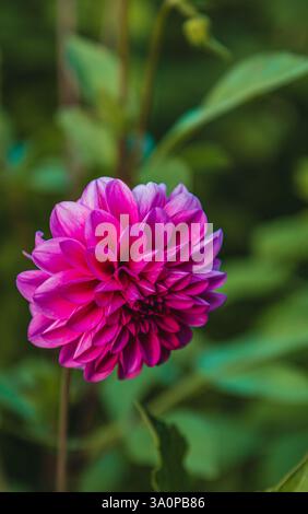 Hellviolette Dahlien bei Sonnenaufgang im Garten, Kopierraum hochwertige Fotos. Stockfoto