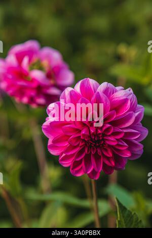 Hellviolette Dahlien bei Sonnenaufgang im Garten, Kopierraum aus nächster Nähe. Hochwertige Fotos. Stockfoto
