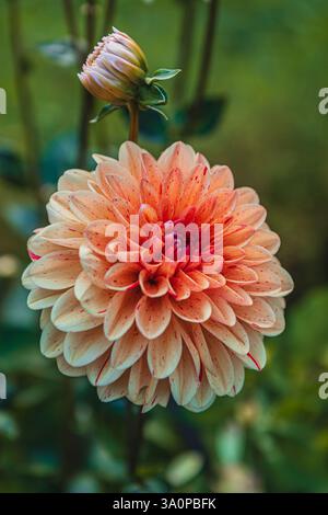 Nahaufnahme wunderschöne Pfirsichdahlien, die in einem sonnigen Garten blühen. Hochwertige Fotos. Stockfoto