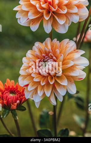 Ein lebendiges Schauspiel blühender Dahlien in verschiedenen Pfirsichfarben und Rosa. Hochwertige Fotos. Stockfoto