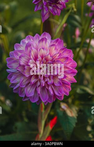 Lila Dahlia im Garten blüht an einem Sommermorgen. Hochwertige Fotos. Stockfoto