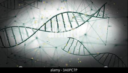 Bild des dna-Strangs über Netzwerk von Verbindungen auf weißem Hintergrund Stockfoto