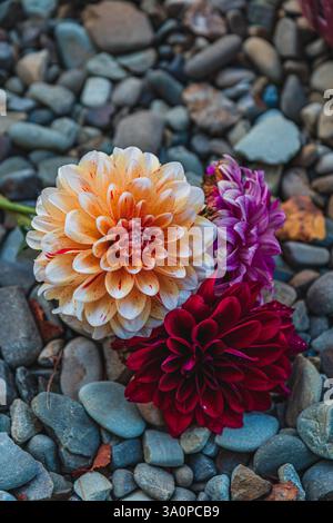 Pfirsichfarbene, lila, rote Samtdahlien liegen auf Steinen. Hochwertige Fotos. Stockfoto