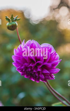 Purpurne Dahlien im Garten, die an einem Sommermorgen aufblühen. Hochwertige Fotos. Stockfoto