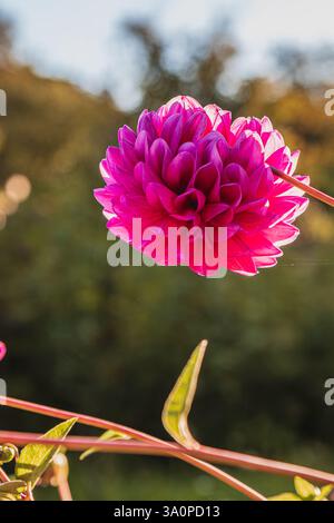 Blühende, wunderschöne lila Dahlien an einem sonnigen Morgen. Hochwertige Fotos. Stockfoto