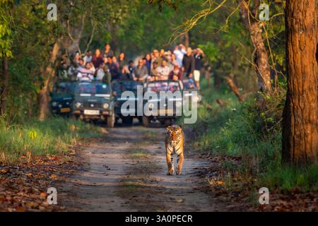 Wilde Tigerin oder panthera tigris Straßensperre Showstopper auf einem Morgenspaziergang in ihrem Territorium und verschwommene Safari-Fahrzeuge Touristen nach dem Pilibhit Stockfoto