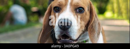 Hund im Freien. Porträt des Beagle-Hundes im Park. Nahaufnahme eines Beagle-Hundes am Sommertag Stockfoto