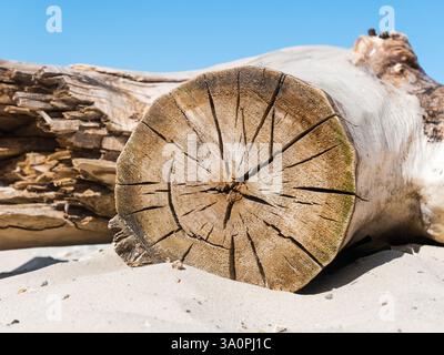Eine Säge, die auf einem alten, zerrissenen Baumstamm geschnitten wurde, der an einem sonnigen Tag auf dem Sand liegt. Stockfoto