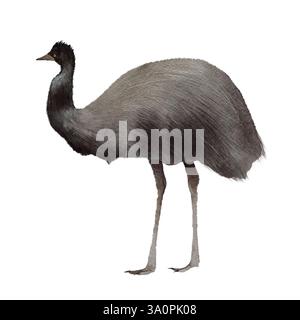 Aquarell-emu auf weißem Hintergrund Stockfoto