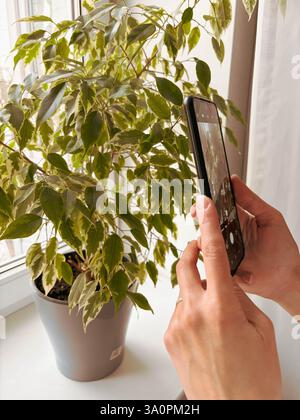 Smartphone mit eingeschalteter Kamera in den Händen der Frau, um Fotos von House Ficus im Topf zu machen. Zimmerpflanzen-Konzept. Stockfoto