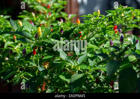 Bolivianische Regenbogenchili-Multicolor-Paprika-Pflanze Stockfoto