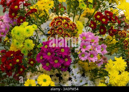 Mehrfarbige Chrysanthemen am Fenster eines Blumenladens. Blumen Stockfoto