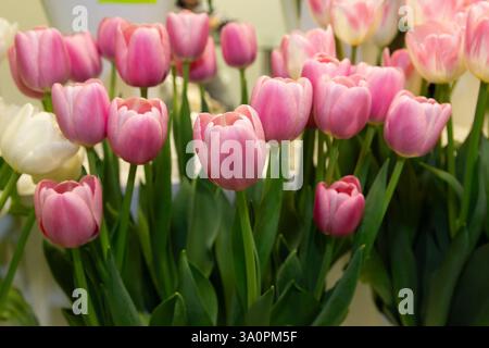 Wunderschöne Tulpen eines Blumengeschäfts. Blumen Stockfoto