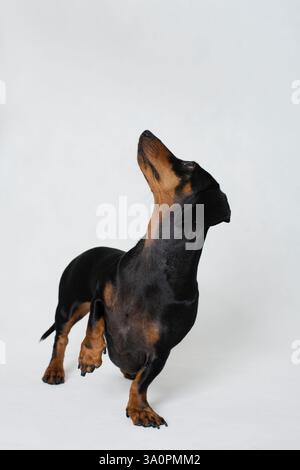 Niedlicher kleiner, schwarz-brauner, kurzbeiniger Hund, süße Pose, die nach oben blickt Stockfoto