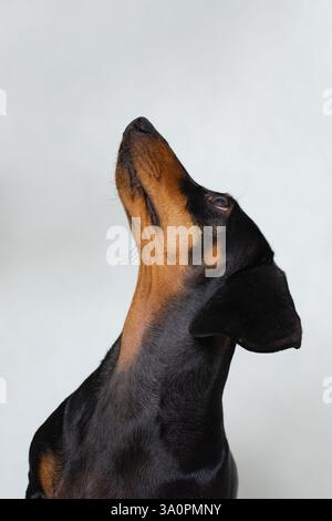Nahaufnahme schwarzer und brauner Hund, der auf weißem Hintergrund aufblickt Stockfoto