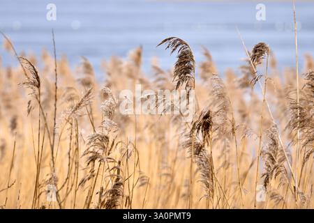 Nahaufnahme von Schilf, das auf dem Feld wächst Stockfoto