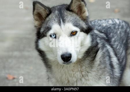 Wunderschöner sibirischer Husky-Hund mit Heterochromie-Nahaufnahme-Porträt Stockfoto