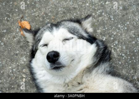 Glückliches lächelndes Husky-Hundeporträt Stockfoto
