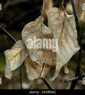 Herbstlich getrocknetes Blatt, das an einem Zweig hängt Stockfoto