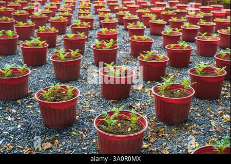 Junge Ringelblumenpflanzen, die reihenweise in braunen Plastiktöpfen wachsen. Frühjahrspflanzen. Frühe Setzlinge Stockfoto
