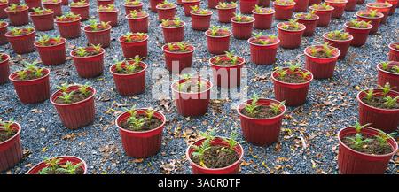 Junge Ringelblumenpflanzen, die reihenweise in braunen Plastiktöpfen wachsen. Frühjahrspflanzen. Frühe Setzlinge. Panorama Stockfoto