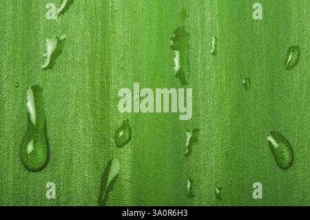 Grünes Blatt Hintergrund und Tropfen hautnah Stockfoto