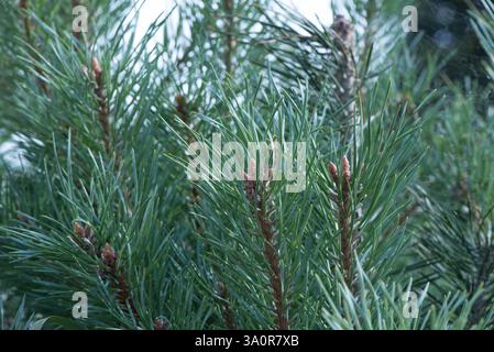 Auf dem Foto sind Kiefernzweige mit grünen Nadeln und junge Triebe zu sehen. Die Zweige sind dicht mit langen Nadeln und kleinen braunen Knospen bedeckt Stockfoto