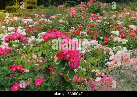 Englischer Garten mit wunderschönen Rosen. Blumengarten im Sommerpark. Rosenblumen im Hüttengarten. Stockfoto