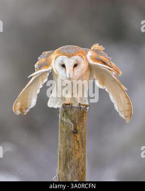 Scheuneneule (tyto alba) in Oxfordshire, England, Großbritannien Stockfoto