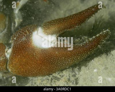 Nahaufnahme der detaillierten Struktur einer Flusskrebskralle, insbesondere des gleichnamigen Weißflecks, des Signals Flusskrebse (Pacifastacus leniusculus), AME Stockfoto