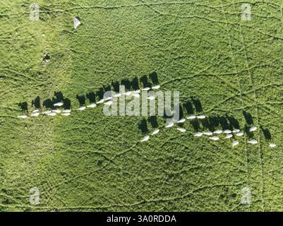 Schafe (Ovis aries). Luftaufnahme. Drohnenaufnahme. Provinz Cadiz, Andalusien, Spanien, Europa Stockfoto