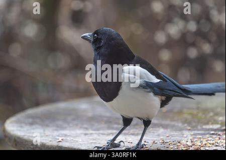 Magpie (Pica pica) holt Essen vom Terrassentisch, Bayern, Deutschland, Europa Stockfoto