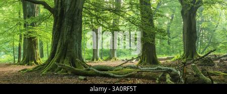 Riesige alte Buchen mit moosbedeckten Wurzeln in einem ehemaligen Hüttenwald, Totholz am Boden liegend, Reinhardswald, Sababurger Urwald, Hessen, Ger Stockfoto