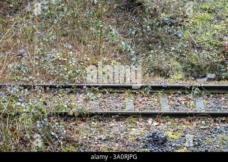 Nahaufnahme von rostigen Bahngleisen, die in üppiger Vegetation verschwinden, was die Wirkung der Natur unterstreicht, die künstliche Strukturen zurückerobert Stockfoto