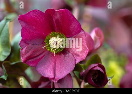 Nahaufnahme einer einzigen Blume von Helleborus 'Ice N' Roses Red' in einem Garten im Frühjahr Stockfoto