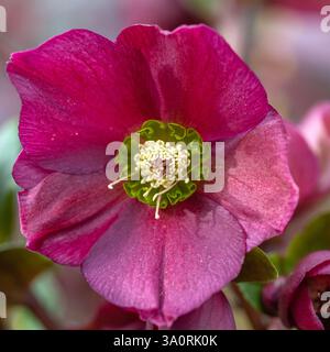 Nahaufnahme einer einzigen Blume von Helleborus 'Ice N' Roses Red' in einem Garten im Frühjahr Stockfoto
