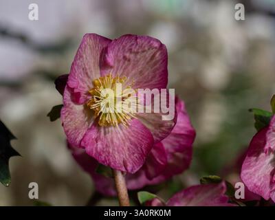 Nahaufnahme einer Blüte von Helleborus (HGC Ice N' Roses Rosetta) in einem Garten im Frühjahr Stockfoto