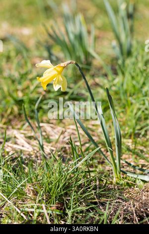 Ein Narzissen im Frühjahrsfrühling, der wild zwischen Gras in Hampshire, England, wächst Stockfoto