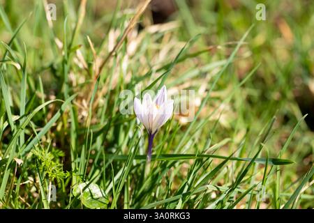 Ein früher Krokus, der zwischen Gras in Hampshire, England, wächst Stockfoto