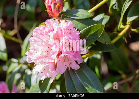 Eine frühe Honigbiene APIs mellifera, auf einer rosa Rhododendron-Blüte Anfang März. Vereinigtes Königreich Stockfoto