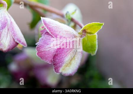Nahaufnahme einer rosa Hellebe Frostkiss Glenda's Gloss Blume bedeckt mit Frost Stockfoto