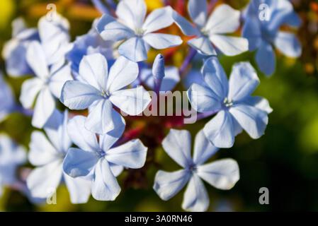 Blauer Jasmin ist eine Zierpflanze, die für ihre zarten blauen Blüten und ihr kräftiges Wachstum sehr geschätzt wird. Er ist in Südafrika beheimatet und passt sich gut an Trop an Stockfoto