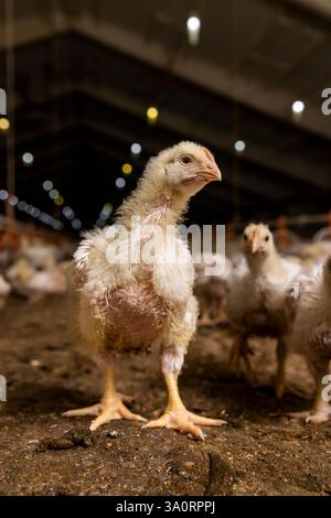 Hühner während der Umstellung auf Gefieder, ein Geflügelhaltungsbetrieb, in dem Fleischrassen von Masthähnchen für die industrielle Fleischerzeugung angebaut werden Stockfoto